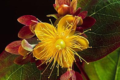 诺兰新片《奥本海默》预告泄露 7月21日北美上映